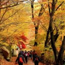 (토요힐링여행) 10월 31일 오색빛 가을 숲길 청주 미동산수목원 + 보은 속리산 세조길 &amp; 말티재전망대 이미지