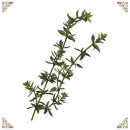 허브(Herb) 종류와 이용 이미지