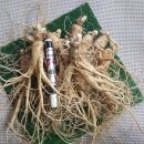 금산인삼 이미지