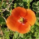 봉양보건진료소 이미지