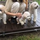 릴리 펫스파 | [강원/홍천] 소노펫 클럽앤리조트 비발디파크 솔직후기