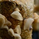 청봉농장 이미지