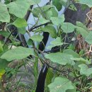 해랑나예 | 그대는 선물입니다