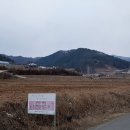 계리입구 소나무 숲 이미지