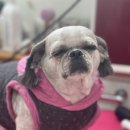 짱구네 동물병원 이미지