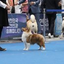 골든베릴셀티 이미지