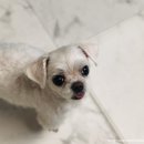 개-1번지 이미지