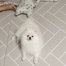 미스터앤 미세스멍 원주점 이미지