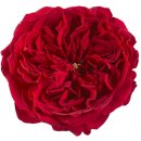 테스 (Tess) 이미지