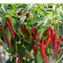 김동수농장 이미지