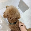 블리필라테스 | 당산동네일 영등포구청역 디블리네일 이달의아트 귀여운 모남희패디 후기⁠