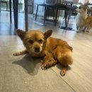 노블동물병원 이미지