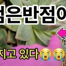 진짜반점