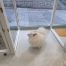 바움펫 | 수원애견미용실 바움펫에서 폼피츠 물개컷 하고 온 후기 🐶✂️