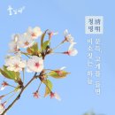 청명 Daum카페