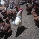 이장농장 이미지