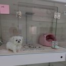 쁘띠숑 네이버블로그