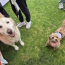 멍멍수제간식 | 강아지 건강 수제 간식 '멍멍하누' 급여 후기!