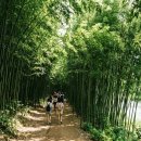 꽃밭에서농장직영 | 낮에는 서늘한 대나무숲, 밤에는 아바타 세상 — 울산 태화강 국가정원 주야간 완벽 정복 (2026년 6...