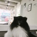 레오그루밍 이미지