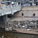 2년전 겨울 청계천한빛공원근처에서 백로 4마리와 왜가리 1마리 목격한 영상(추가, 청계천 위 차도를 나는 백로 영상 캡쳐사진) 이미지