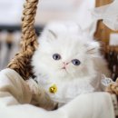 분당고양이분양 나비캣 이미지