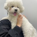 서울준동물병원 | Furunculosis in dogs (지간 종기증) ; 강아지 발바닥 염증 주요 증상 / 풀 밭 산책할 때 '이것' 조심...