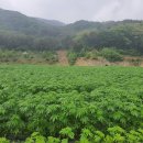 대마축산 이미지