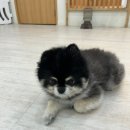 신탄만도프라자 | [수원] 사교적인 상주견이 많은 애견호텔 애견카페 양코치
