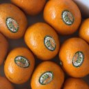 재선농장 | 제주 불로초 감귤이 너무 맛있고 달콤해서 써보는 후기