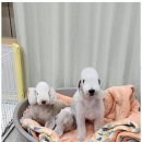 키티앤퍼피 이미지