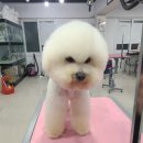 몽이네 애견샵 이미지