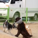 로이네 애견호텔 이미지