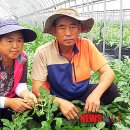 새농민농장 이미지