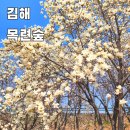 GS25 연지원심점 | 부산 김해 목련숲 당일치기 산책 꽃나들이