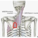 의성구룡 한방병원 | 교통사고 후기 - 사고당일 체크할 것, 지불보증 치료, 정형외과 및 한방병원 치료 - 사고 당일부터...