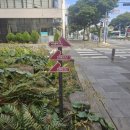 하영올레 3코스 | 260118 하영올레 3코스