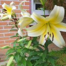 김해봉황초등학교 이미지