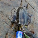 부산오징어 이미지