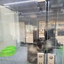 빼로독 강아지분양 의정부본점 이미지