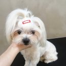 사월의 그루밍 이미지