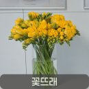 프리지아 | 농장에서 바로 오는 봄향기, 꽃드래 프리지아 생화택배 후기