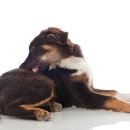 사송 동물 메디컬센터 이미지