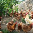 보석식당 이미지