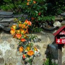 카페 반월 이미지