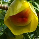 송보농장 이미지