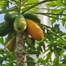 파파야( papaya ). (이명 : 목과. 파우파우. 마망. 트리 멜론). 국가 표준 식물 미등록 원예종 이미지