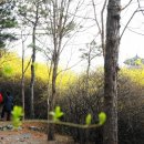 개나리공원4 이미지