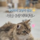 캣플 동탄점 이미지