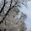 우리둘이 | 안동 벚꽃축제, 아이랑 둘이 다녀온 후기